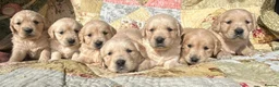 Golden Retriever dogs for sale: Golden Retriever Puppies Ready 13 April in Llandysul - Advert 26