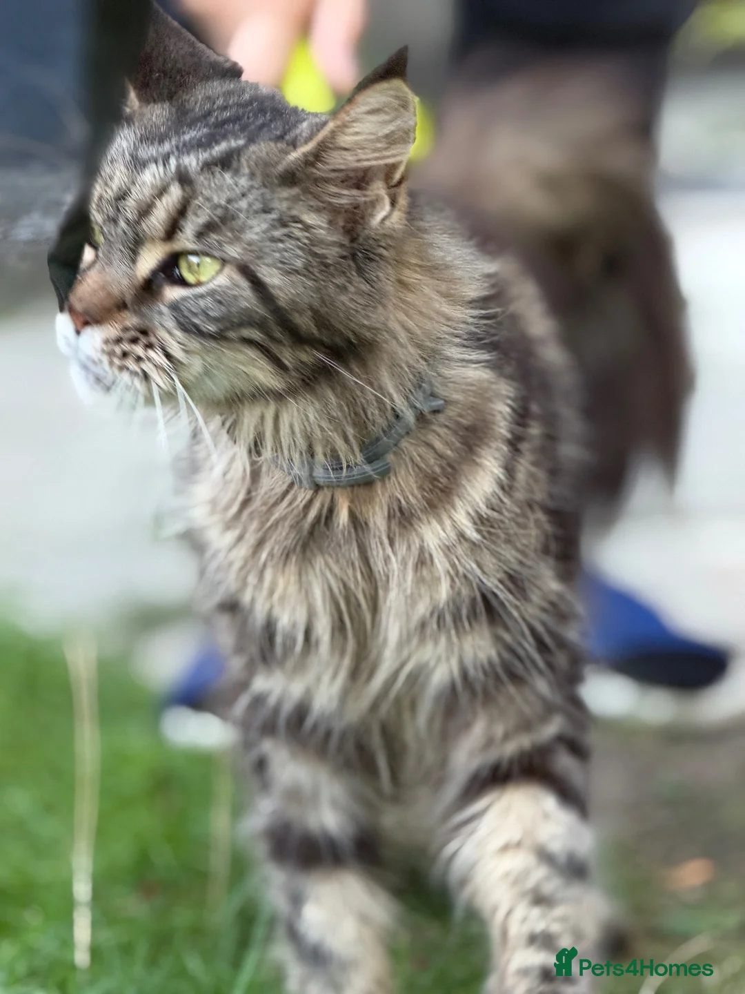 Maine Coon cats for sale: 4 adults Maine Coon - Advert 22