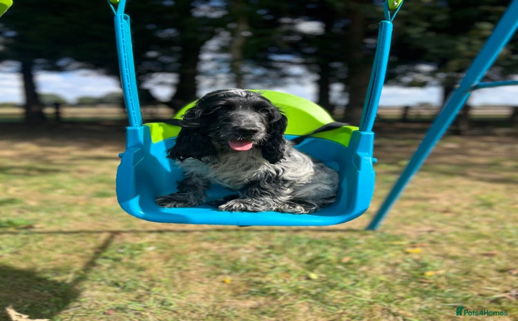 Cocker Spaniel dogs - Advert 3