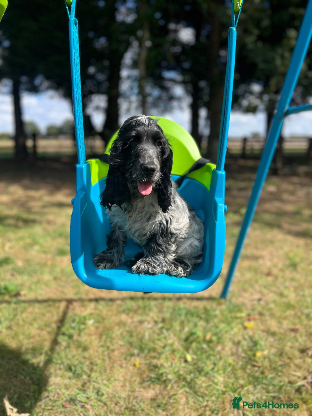 Cocker Spaniel dogs for sale: KC registered cocker spaniel girl - Image 1