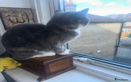 British Shorthair cats for sale: 1 year old Phoebe  - Image 7