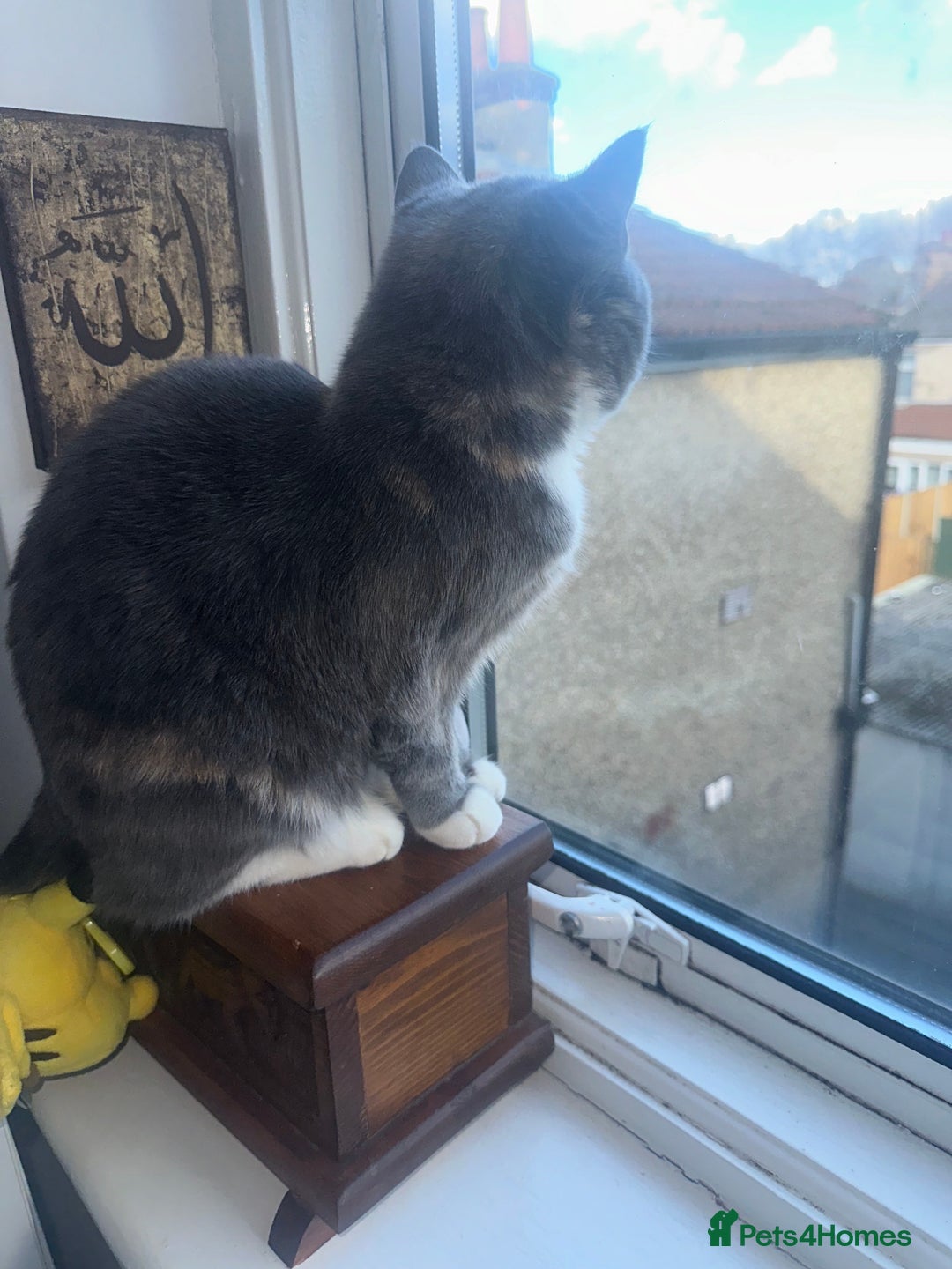 British Shorthair cats for sale: 1 year old Phoebe  - Image 7