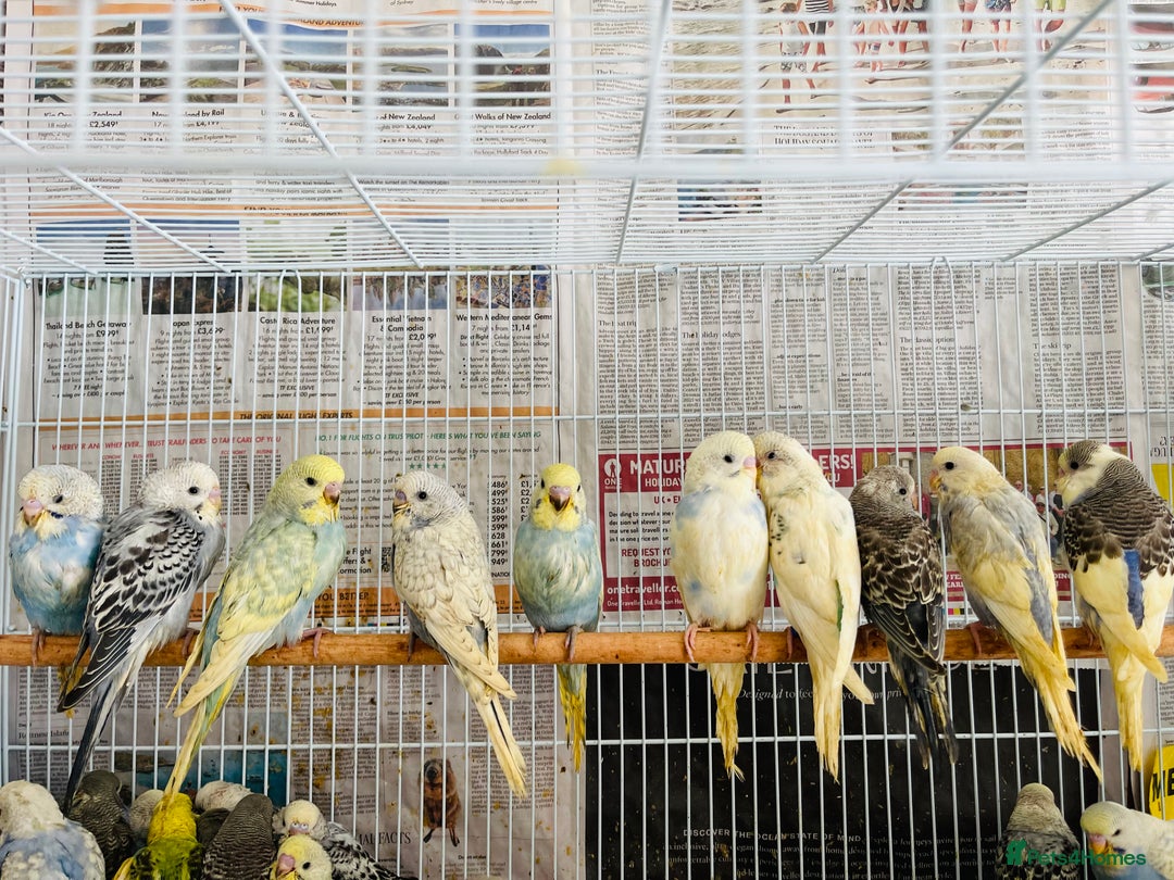 Mixed Breed birds for sale: Various birds for sale - Image 25