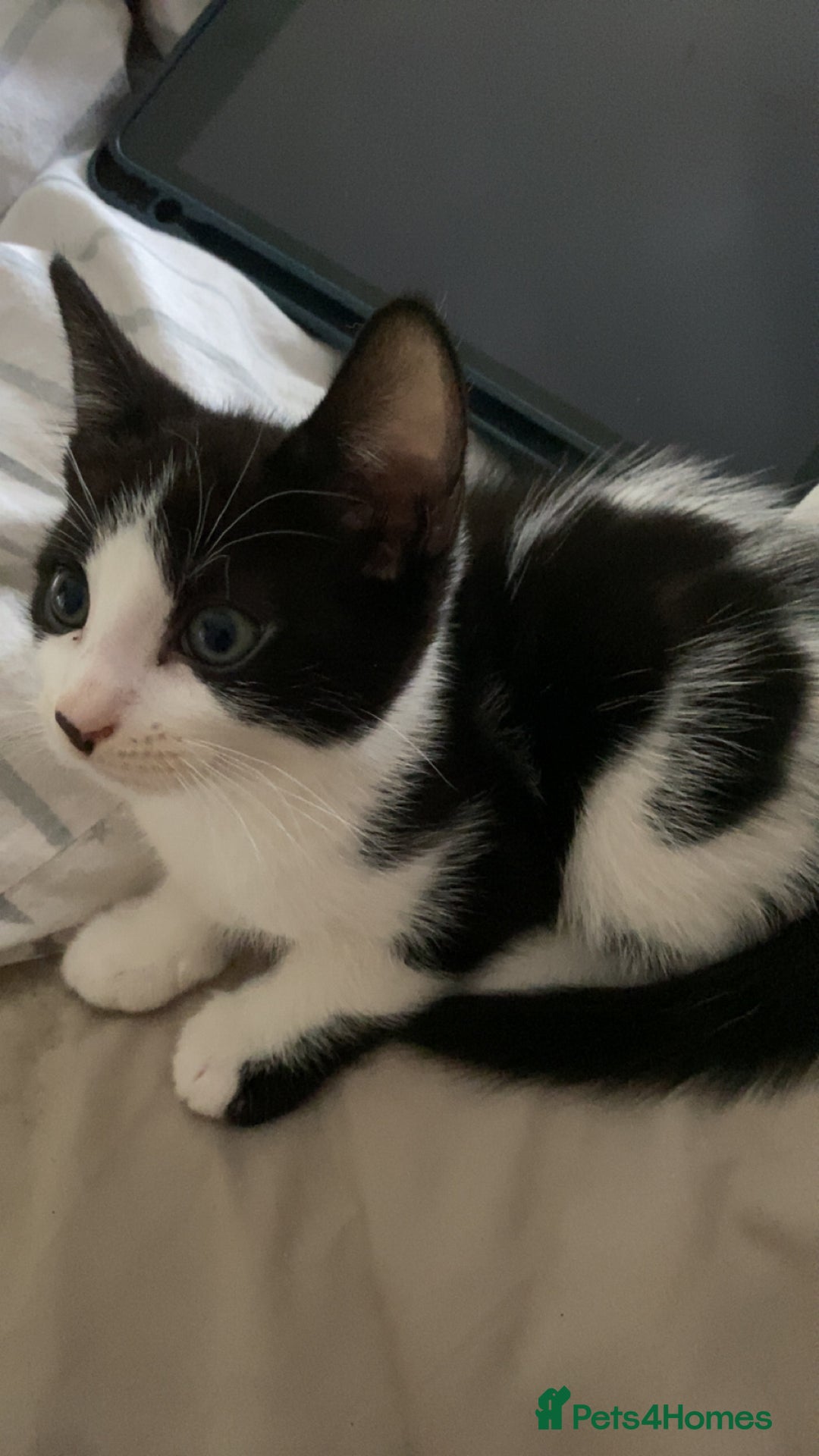 Mixed Breed cats for sale: 2 boys left!!need to leave asap!!! - Image 11