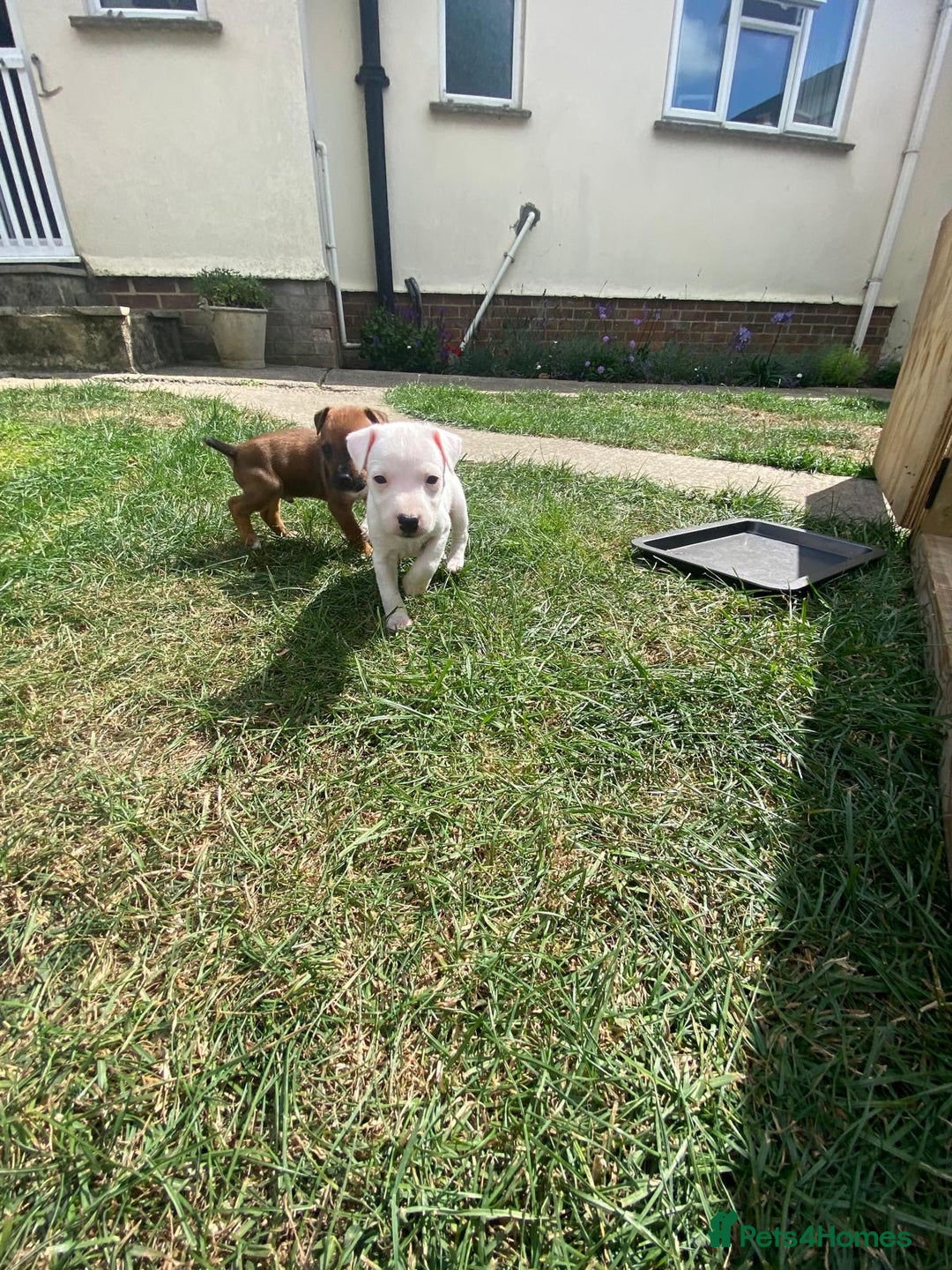 Mixed Breed dogs for sale: Jack Russels  - Image 7