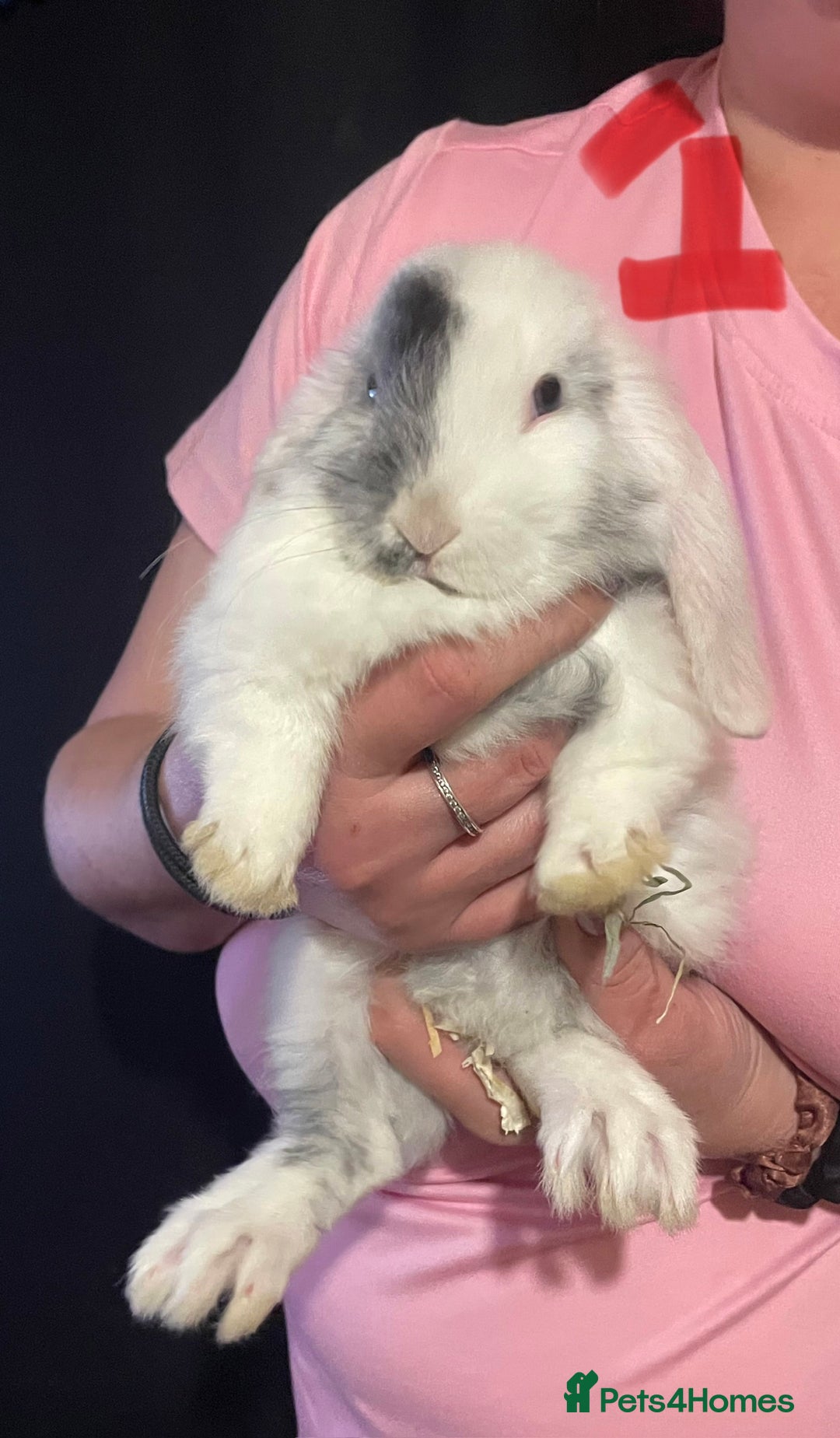 Mixed Breed rabbits for sale: 4x Bunnies for sale  - Advert 12