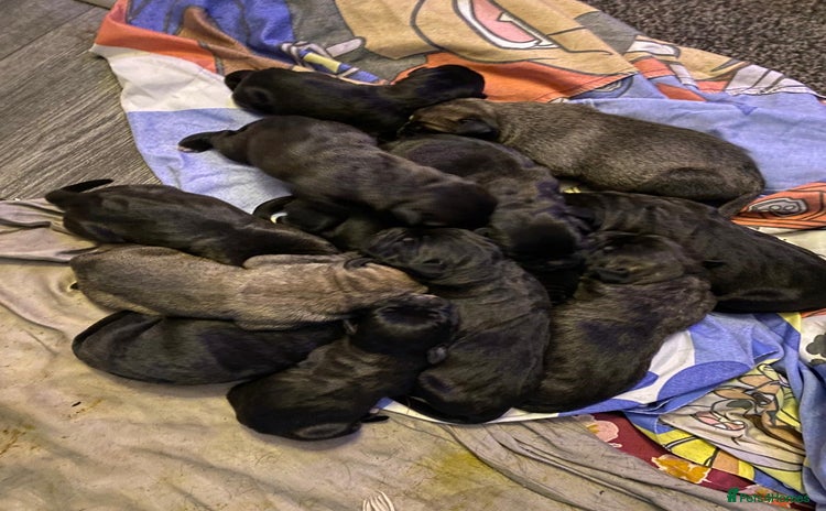 Cane Corso dogs - Advert 10