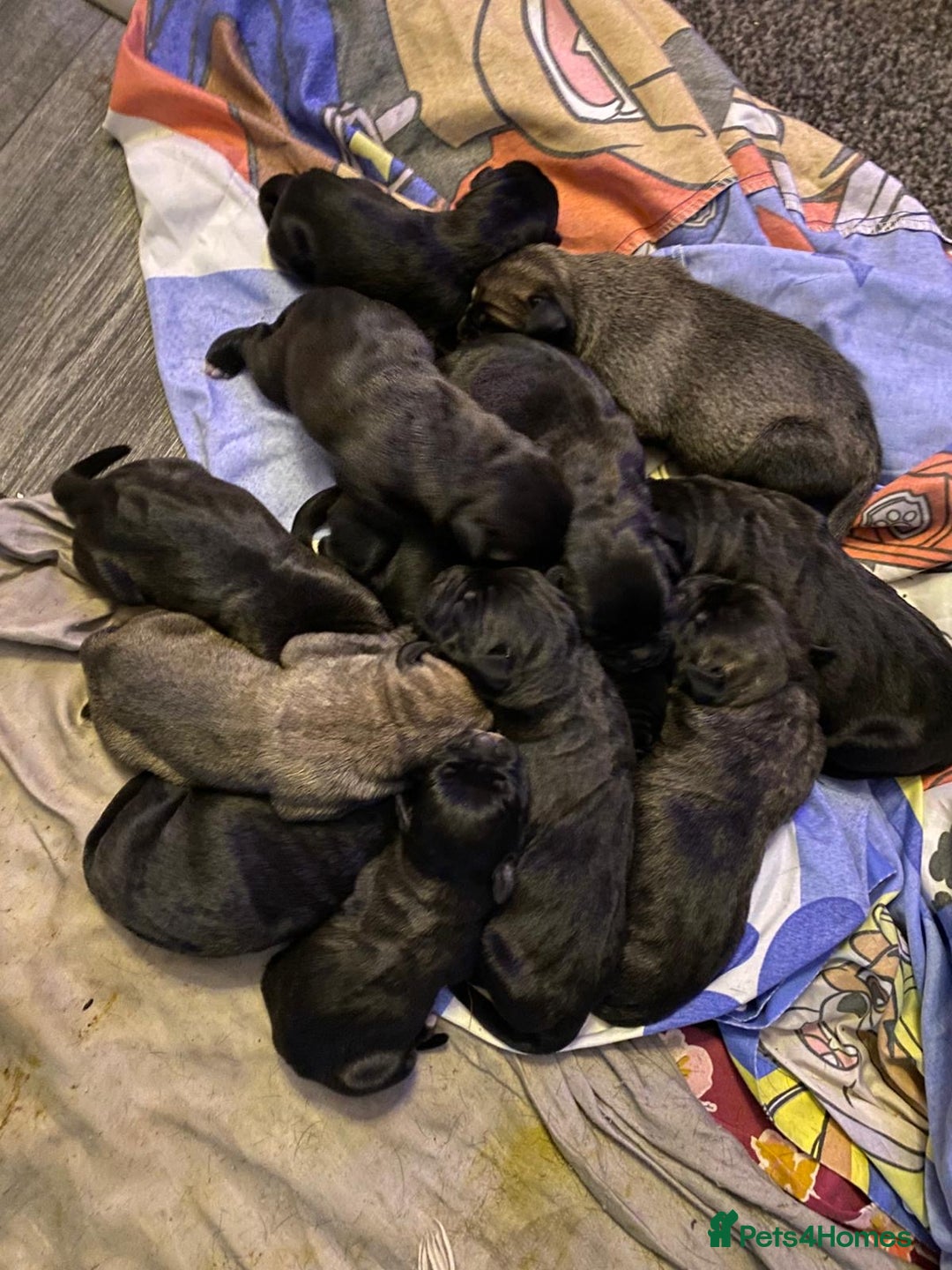 Cane Corso dogs for sale: Cane corso puppies  - Image 1