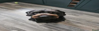 Oscar