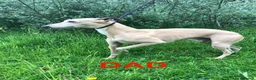Whippet dogs for sale: Top Quality KC Reg Cream/white Whippet Puppies - Advert 11