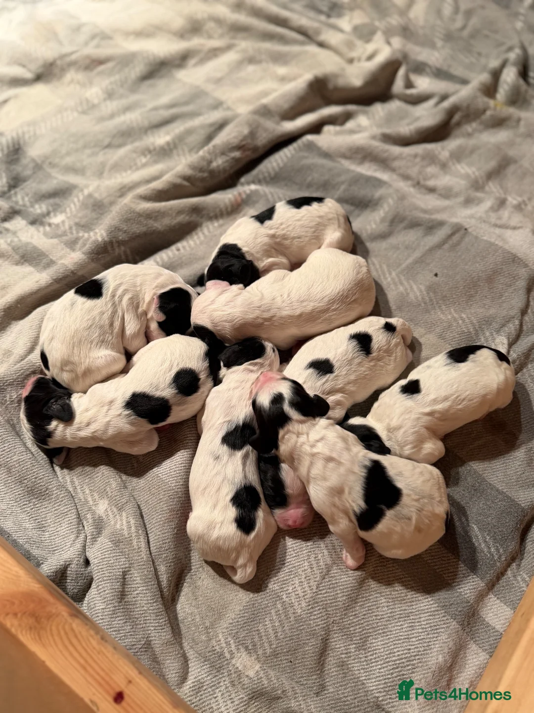 Sprocker dogs for sale: 8 gorgeous sprocker pups - Advert 2