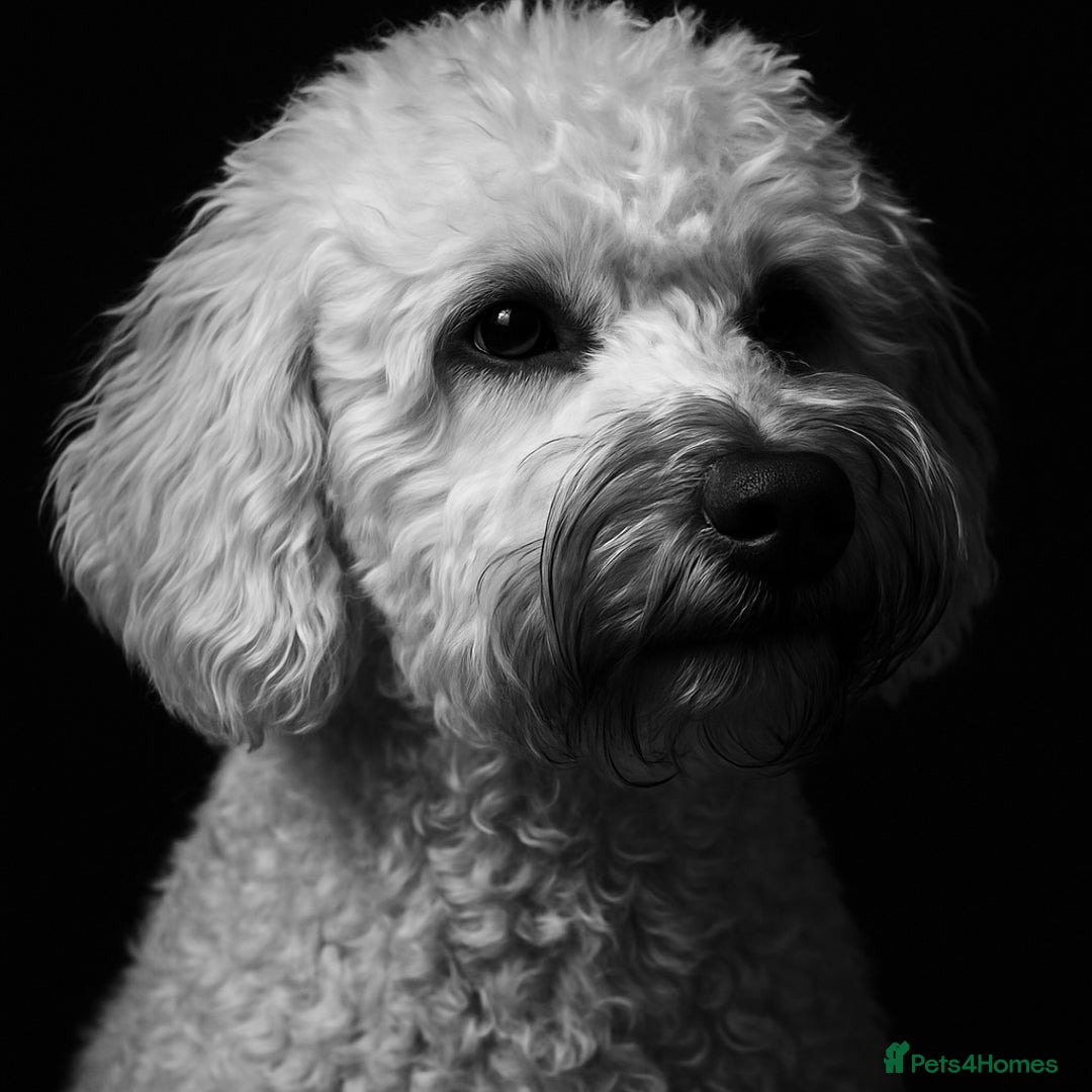Schnoodle dogs for sale: Miniature Poodle X Schnoodle pups for sale - Image 15