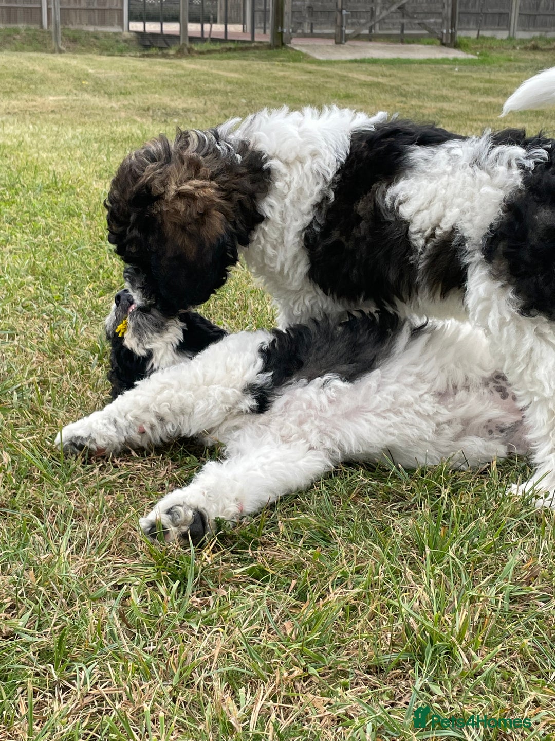 Standard Poodle dogs for sale: Standard Poodle x St Berdoodle  - Image 13