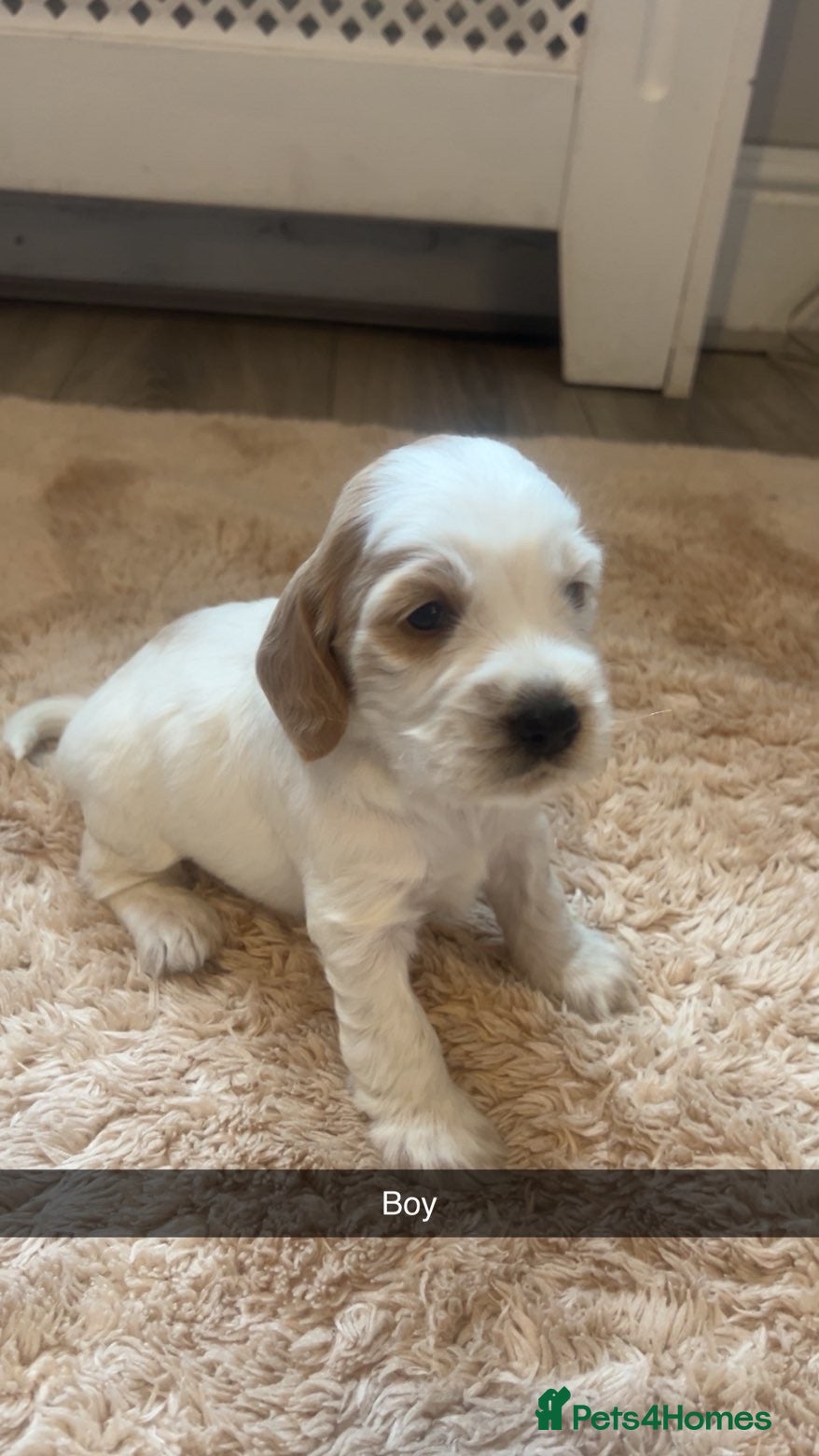 Cockapoo dogs 8 cockapoo puppys - Advert 6