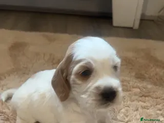 Cockapoo dogs 8 cockapoo puppys - Advert 6