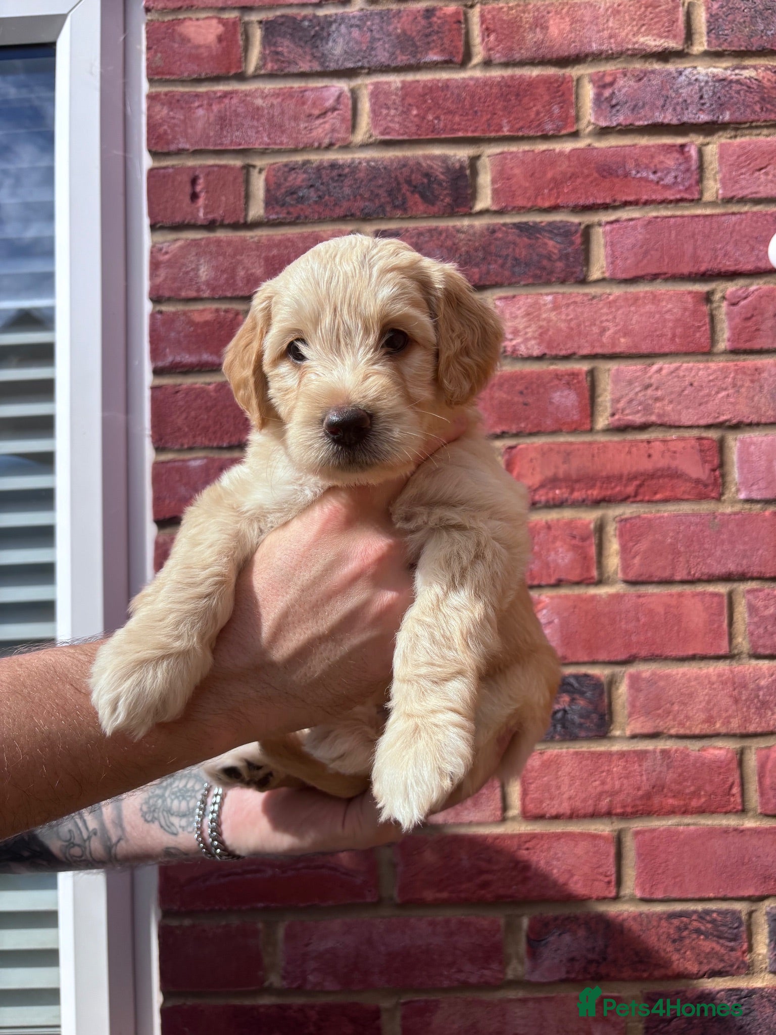 Mixed Breed dogs Gorgeous Ultimate Doodles - Advert 1