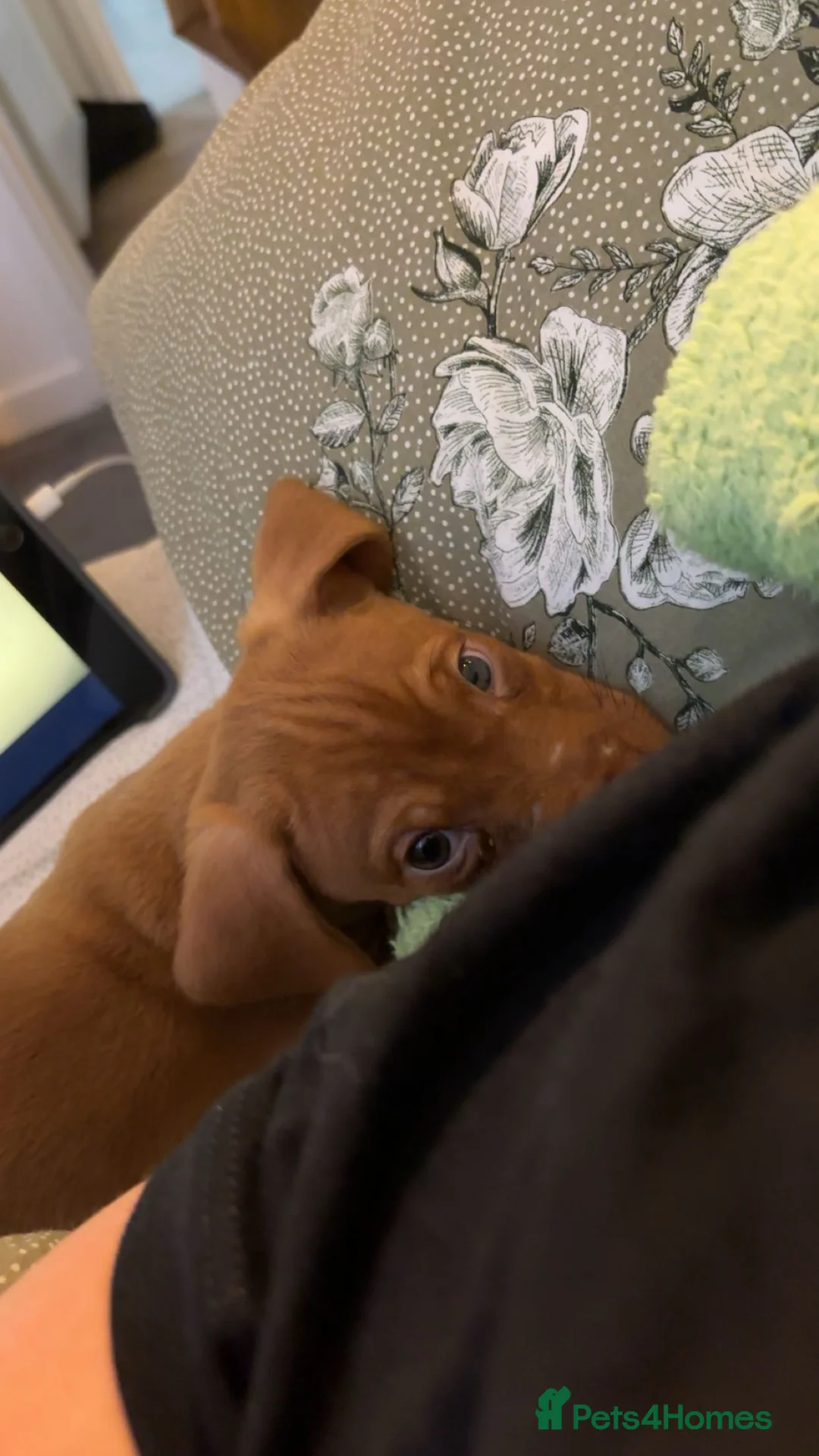 Jackshund dogs for sale: Male Dachshund X Jack Russell Puppy - Advert 4