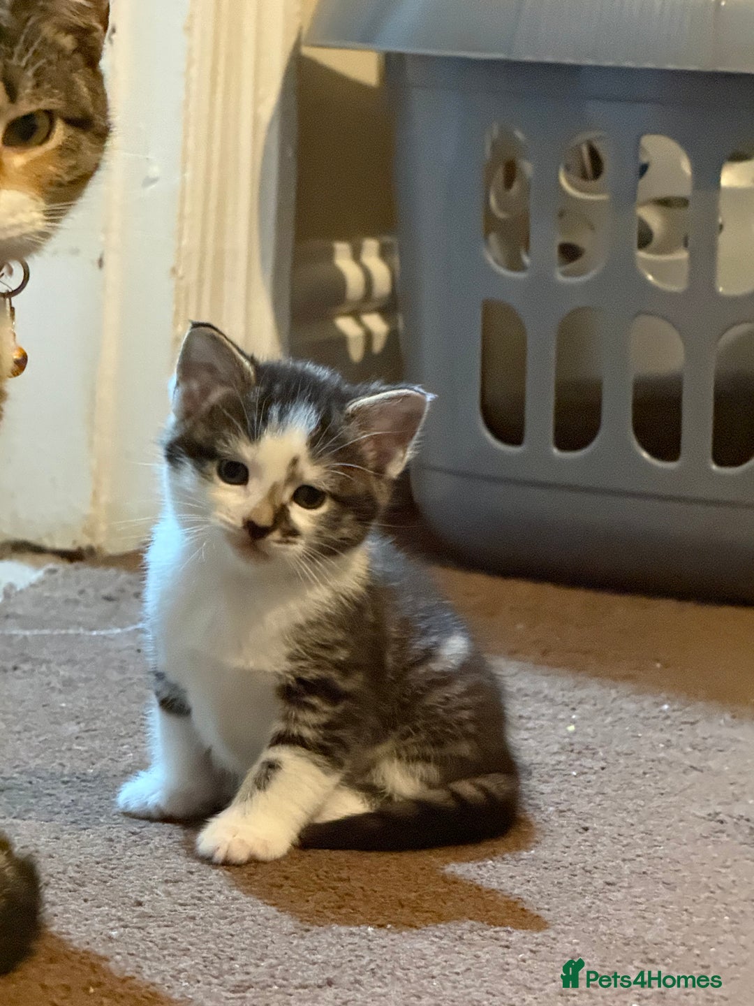 British Shorthair cats for sale: Three adorable kittens ready 10th jan 2026 - Advert 8