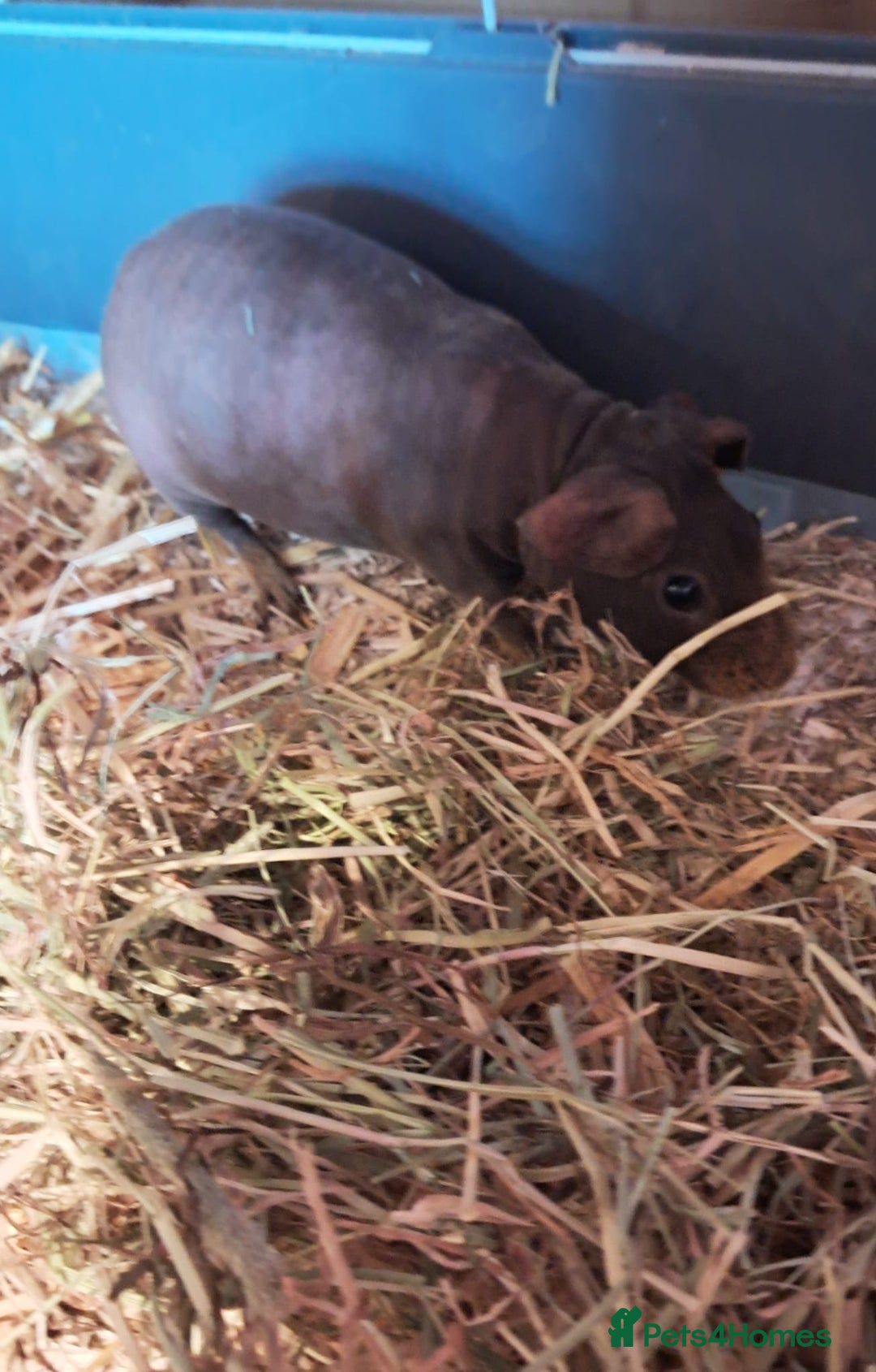 Guinea Pig rodents for sale: BEAUTIFUL SELECTION OF SKINNY PIG BOARS - Advert 6