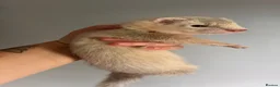 Ferret rodents for sale: Ferret kits for sale - Advert 7