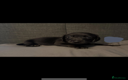 Mixed Breed dogs for sale: Collie cross (Dollie’s) x2 boy ready Sunday  - Image 3