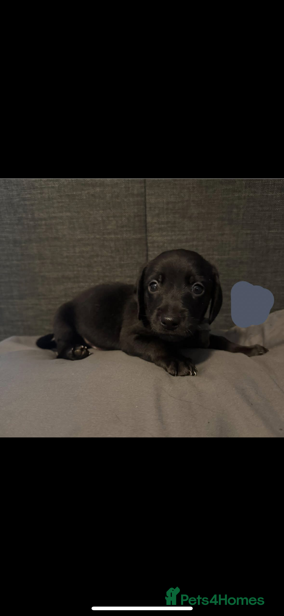 Mixed Breed dogs for sale: Collie cross (Dollie’s) x2 boy ready Sunday  - Image 3