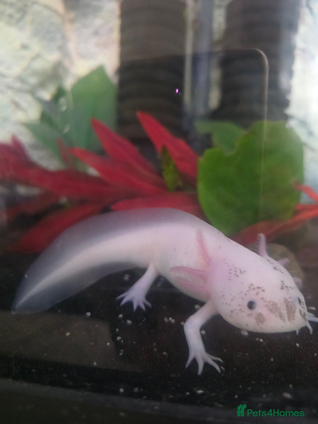Axolotl reptiles for sale: Dirty lucie axolotl  - Image 3