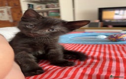 Mixed Breed cats for sale: Beautiful playful kittens - Image 3