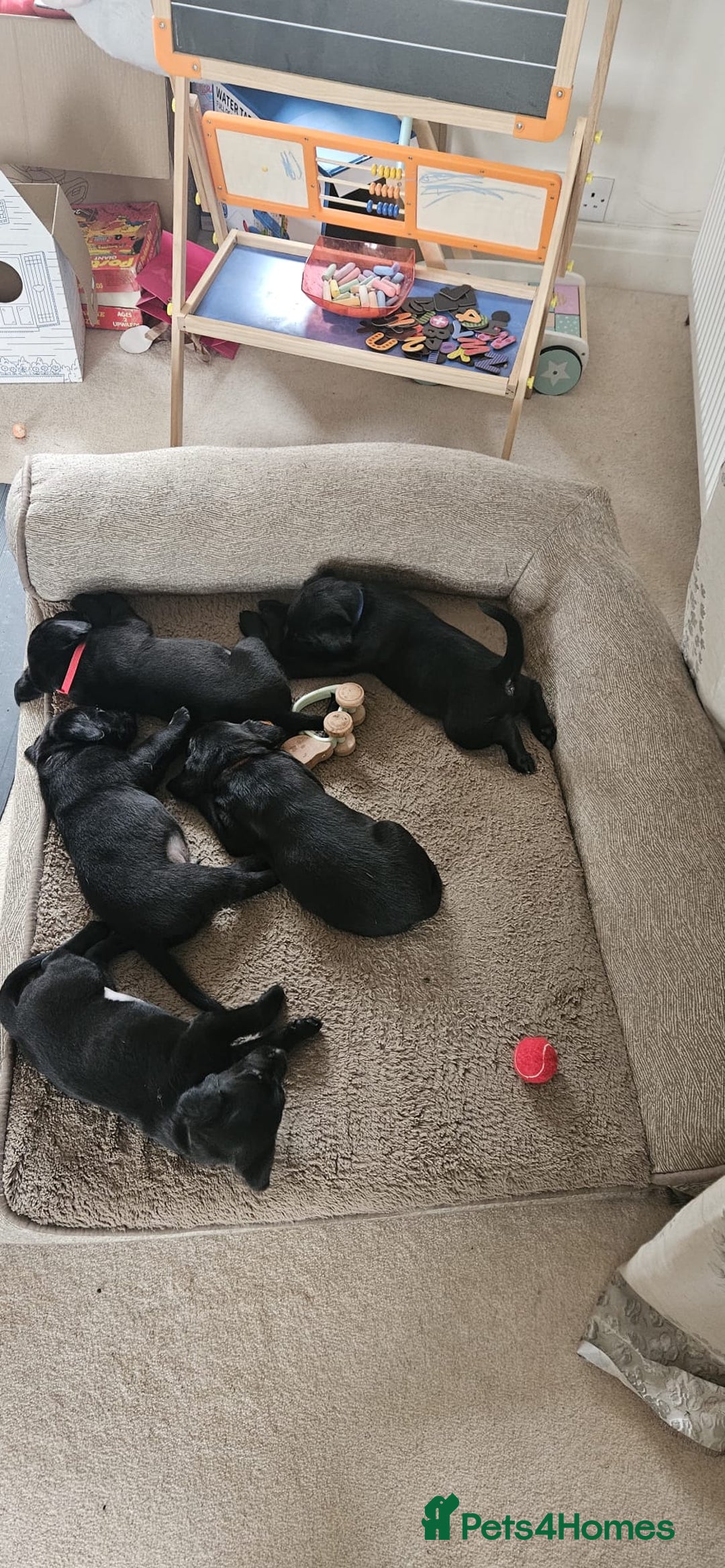 Labrador Retriever dogs for sale: Working labrador puppies for sale - Advert 12