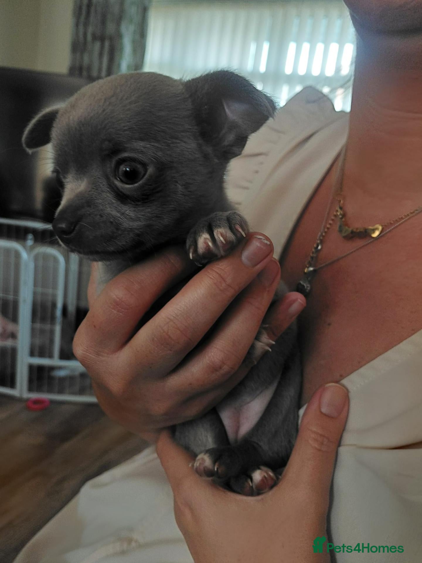 Chihuahua dogs Lilac Chihuahua Puppies  - Advert 1