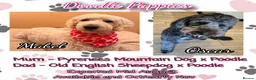 Mixed Breed dogs for sale: Pyrenees Mountain x Old English Sheep Dog x Poodle - Advert 1