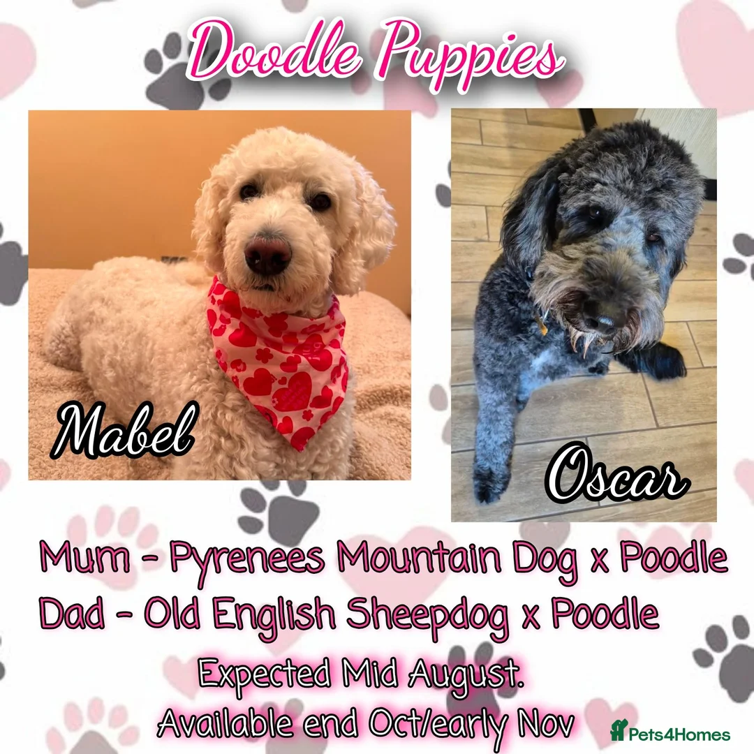 Mixed Breed dogs for sale: Pyrenees Mountain x Old English Sheep Dog x Poodle - Advert 1
