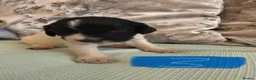 Cocker Spaniel dogs for sale: 8 cocker spaniel pups - Advert 5