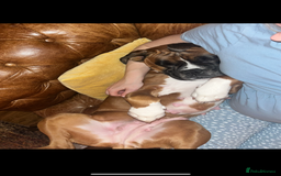 Boxer dogs for sale: POTENTIAL Re-home   - Image 7