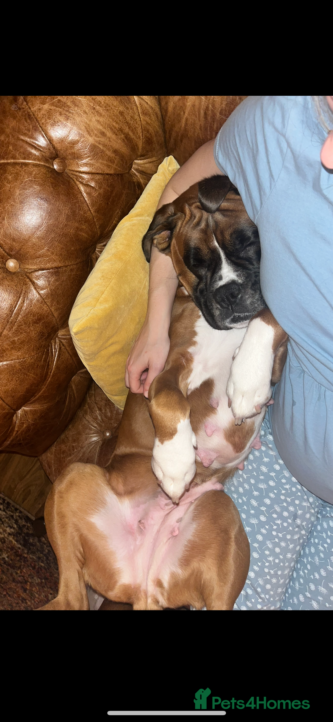 Boxer dogs for sale: POTENTIAL Re-home   - Image 7