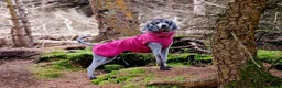 Standard Poodle dogs for sale: Rarely seen in UK - Moyen Poodle - Advert 22