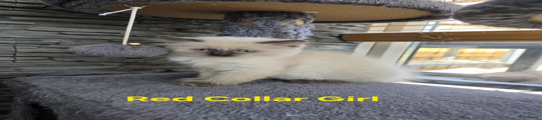 Ragdoll Kitten 5