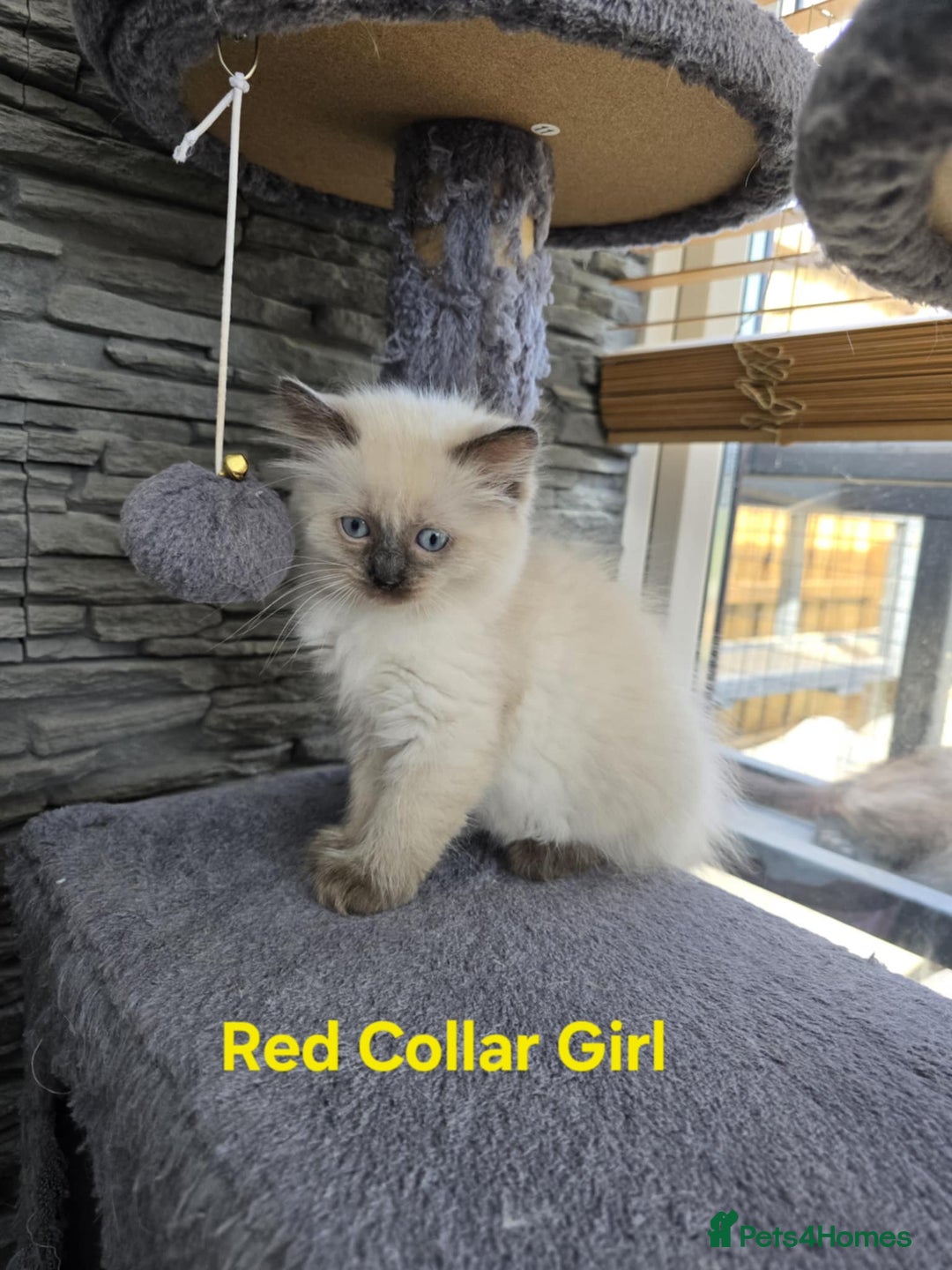 Ragdoll cats for sale: Beautiful ragdoll kittens - Image 27