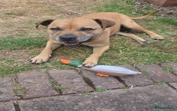 Staffordshire Bull Terrier dogs for sale: Beautiful 8 year old staffy for a good home - Image 2