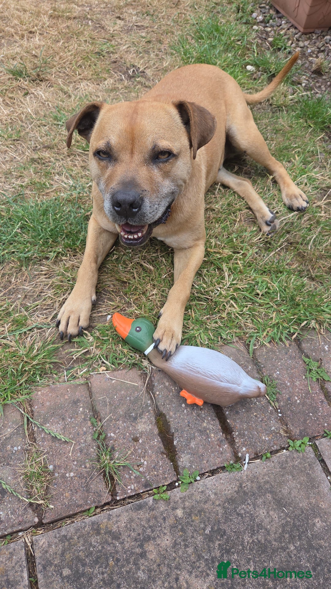 Staffordshire Bull Terrier dogs for sale: Beautiful 8 year old staffy for a good home - Image 2