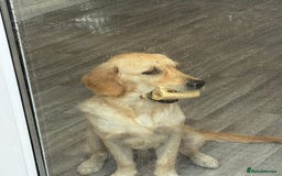 Golden Retriever dogs for sale: Male golden retriever  in Horncastle - Image 3