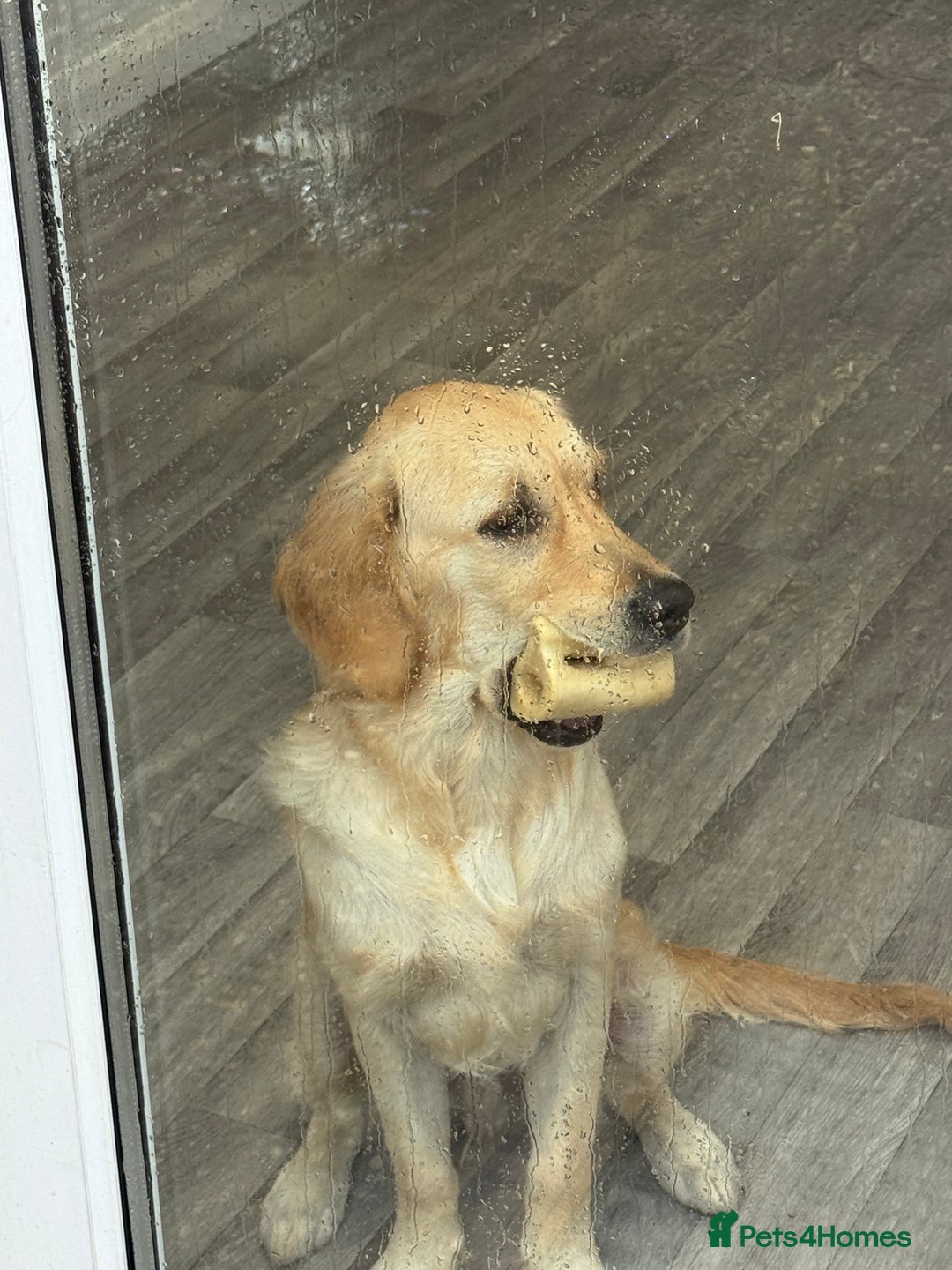 Golden Retriever dogs for sale: Male golden retriever  in Horncastle - Image 3