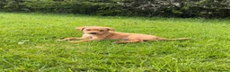 Labrador Retriever dogs for sale: 3 dogs available. KC Reg. Health Tested Parents.  - Advert 18