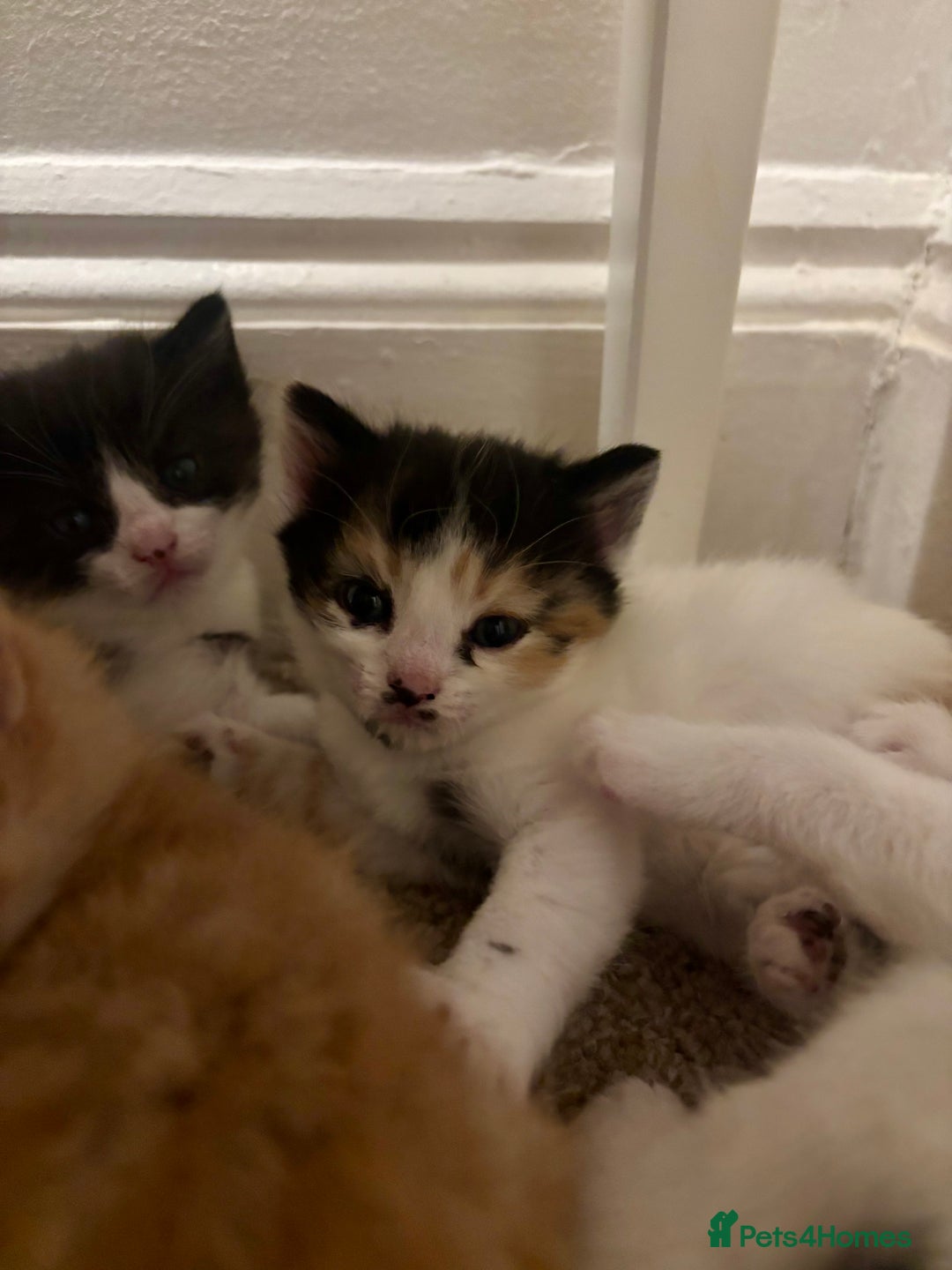Mixed Breed cats for sale: Beautiful Maine Coon cross kittens - Image 5