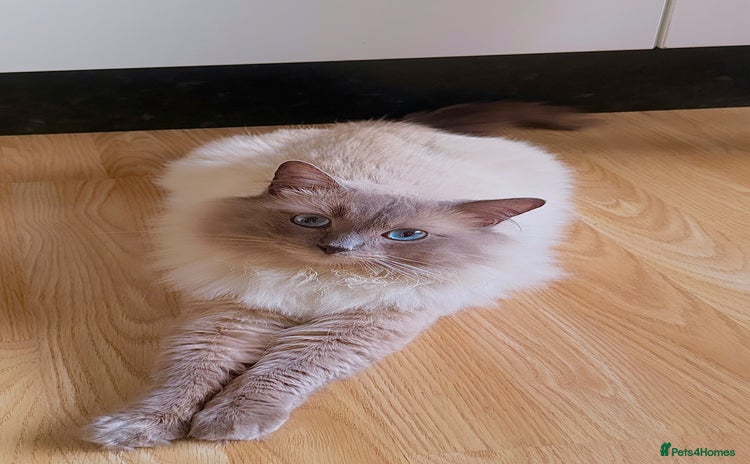 Ragdoll cats in Colchester - Advert 2