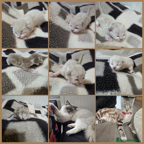 Mixed Breed cats Kittens😹😽😻👌Ragdoll x domestic cat 🐱😻😽👌 - Advert 4