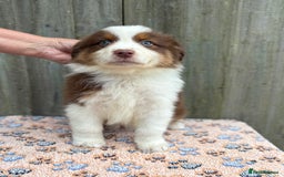 Australian Shepherd dogs for sale: Beautiful pedigree Australian Shepherd puppies - Image 15