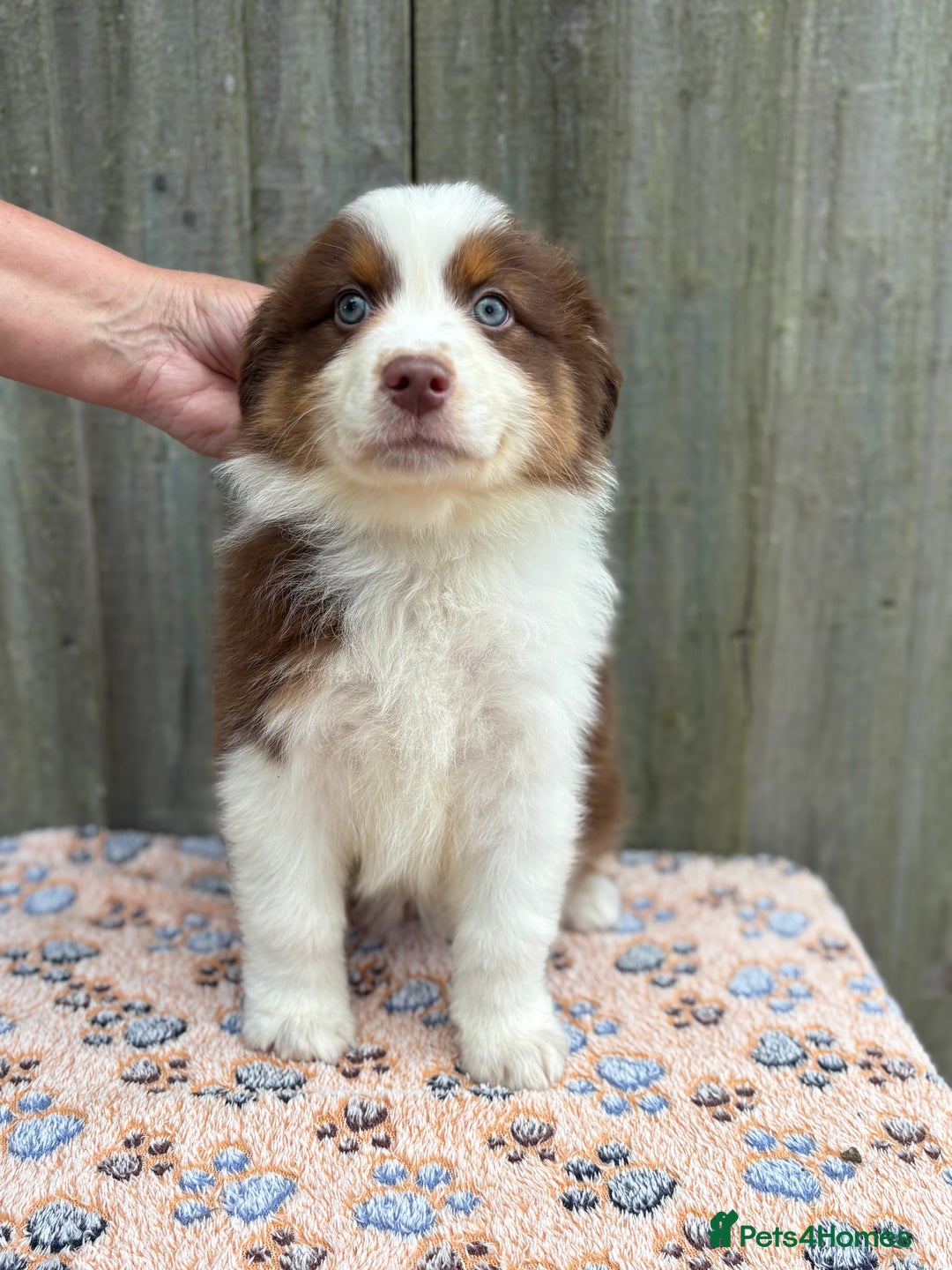 Australian Shepherd dogs for sale: Beautiful pedigree Australian Shepherd puppies - Image 15