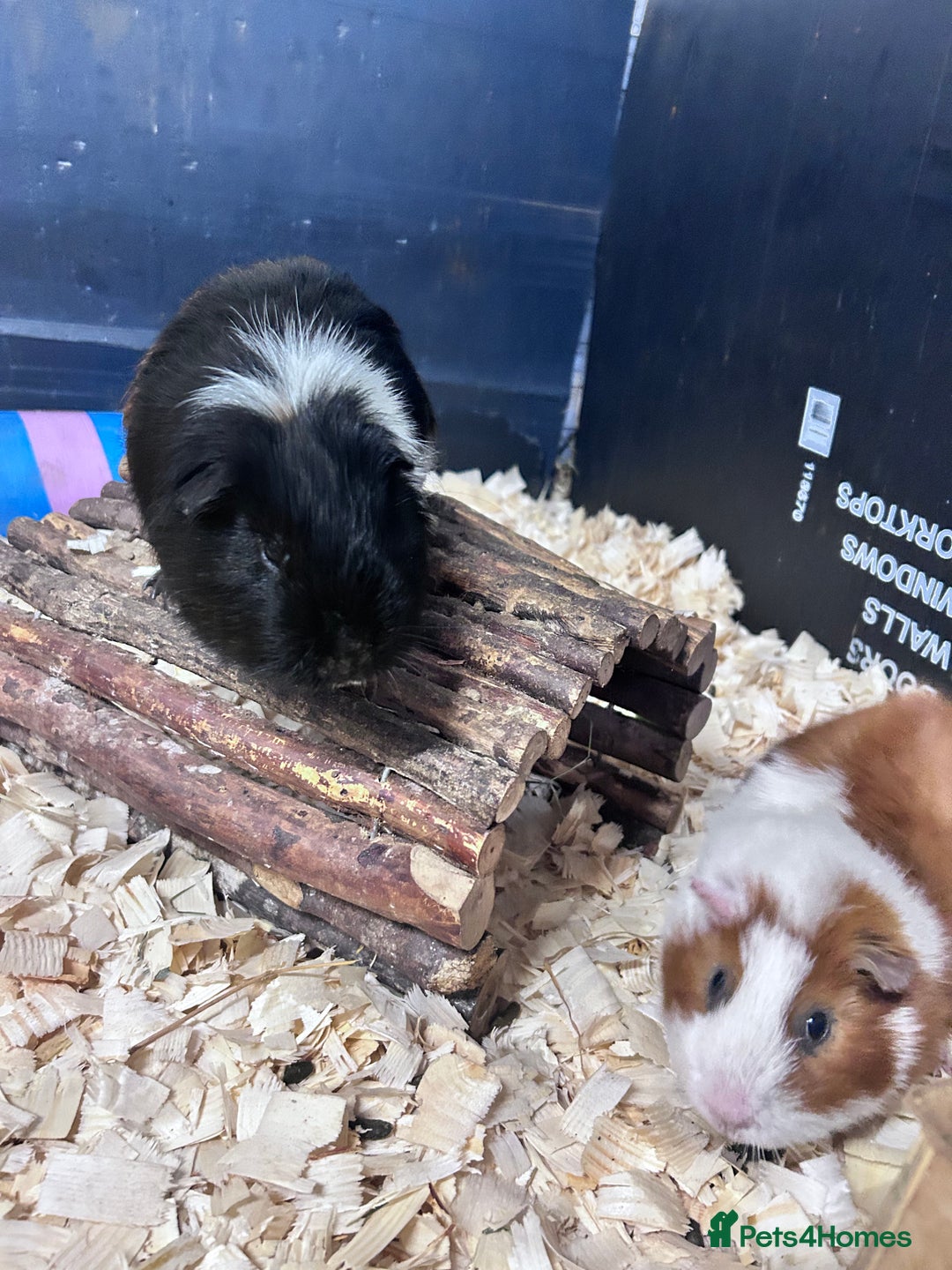 Guinea Pig rodents for sale: Jett & Fox- beautiful pair of bonded boys  - Advert 2