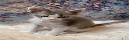 Maine Coon cats for sale: Maine Coon x Persian/Ragdoll Mix - Advert 3